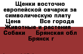 Щенки восточно европейской овчарки за символическую плату › Цена ­ 250 - Все города Животные и растения » Собаки   . Брянская обл.,Брянск г.